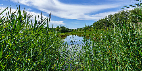 Blick auf einen Fluss im Spreewald 