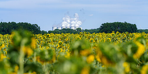 Ein Sonnenblumenfeld und eine Kraftwerk im Hintergrund